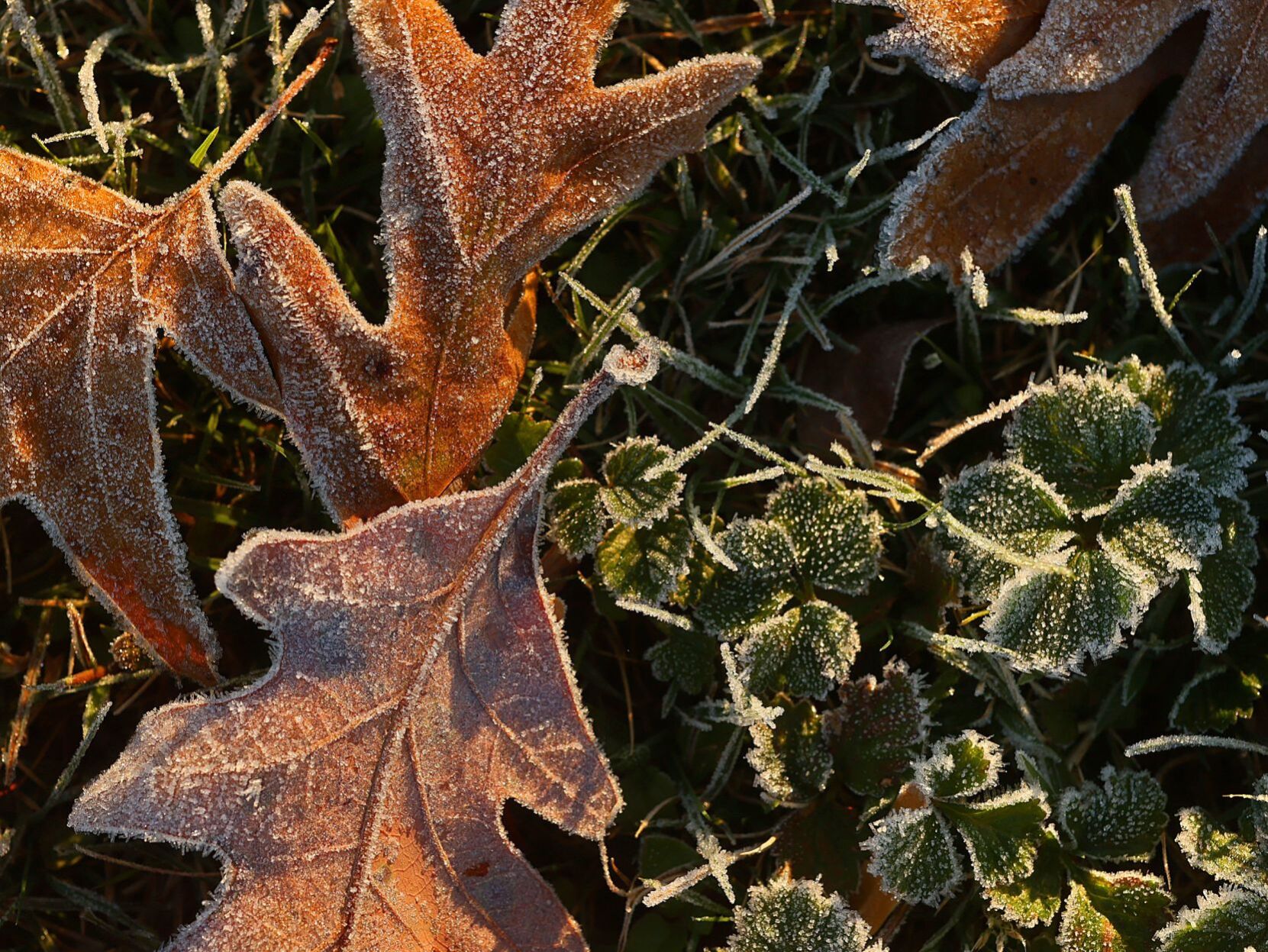 Morning frost fleeting as mid 50s afternoon to come